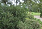 Canterbury NSWresidential-landscaping-35.jpg; ?>