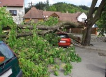Kwikfynd Tree Cutting Services
canterburynsw
