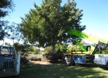 Kwikfynd Tree Management Services
canterburynsw